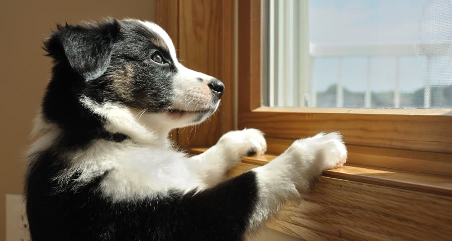 Pet with paws peering out a window and waiting for owners to come home.